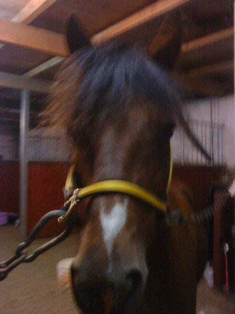 Anden særlig race Ginger <3 - Efter ride time <3 billede 3