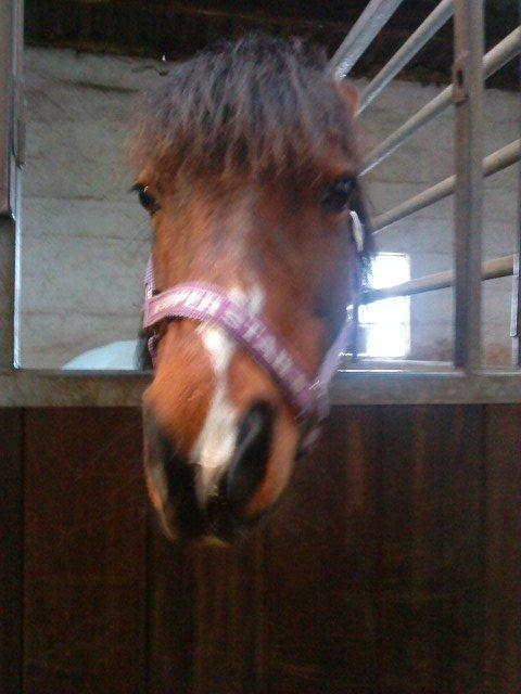 Anden særlig race Ginger <3 - Ginger har ingen øre;) Hehe... billede 5
