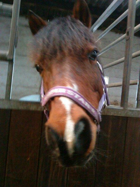 Anden særlig race Ginger <3 - Søde Ginger <3 billede 6