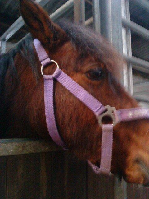 Anden særlig race Ginger <3 billede 7
