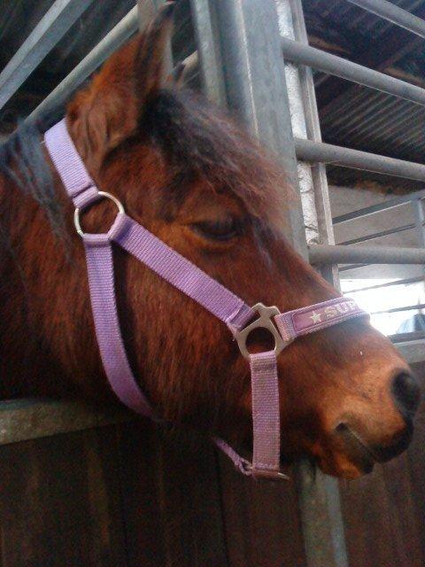 Anden særlig race Ginger <3 - Smukke pony <3 billede 9