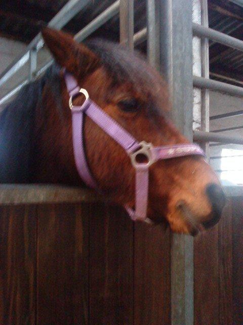 Anden særlig race Ginger <3 billede 12