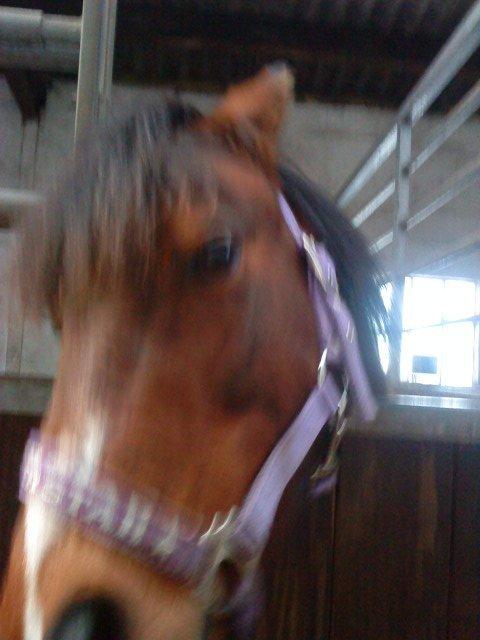 Anden særlig race Ginger <3 billede 14