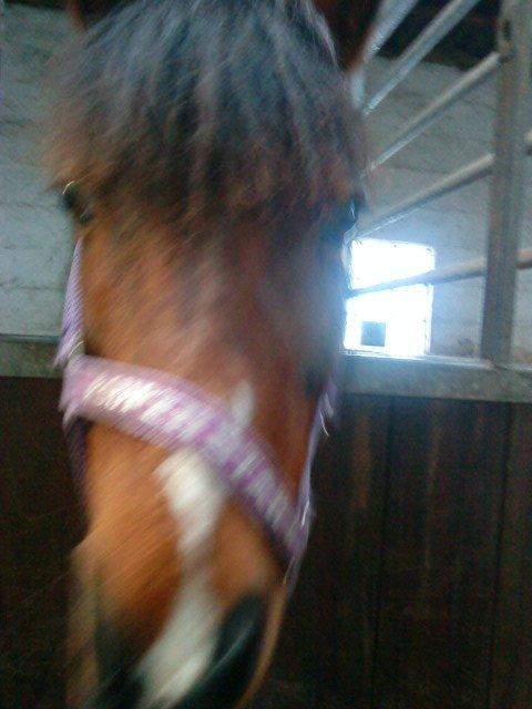 Anden særlig race Ginger <3 billede 15