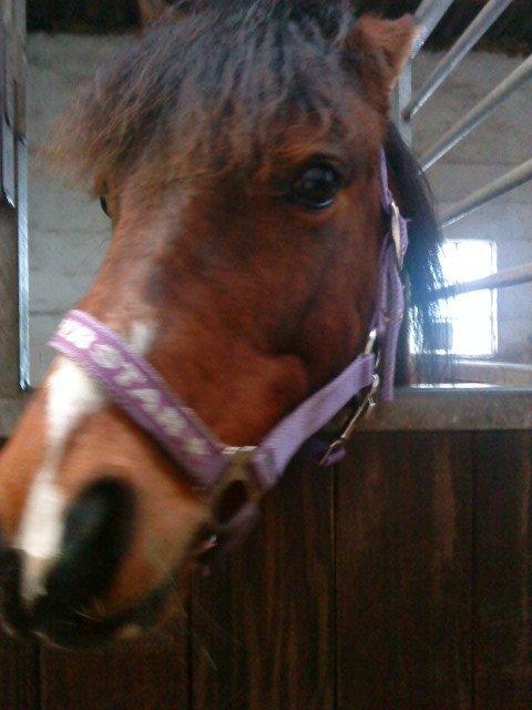 Anden særlig race Ginger <3 - <3 billede 16