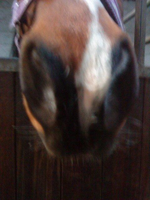Anden særlig race Ginger <3 - Ginger hvide snip :P billede 17
