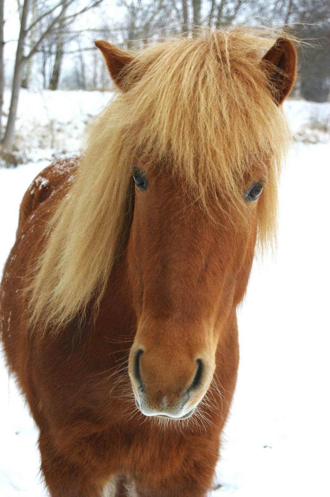 Islænder Stjarni billede 6