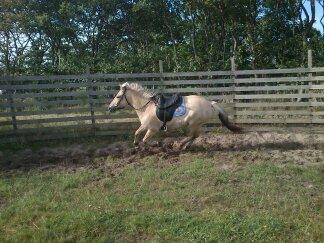 Fjordhest Bisnapgård´s Sjamør billede 1