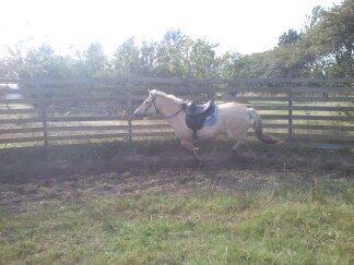 Fjordhest Bisnapgård´s Sjamør billede 2