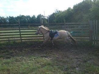 Fjordhest Bisnapgård´s Sjamør billede 3