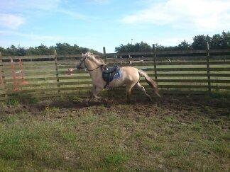 Fjordhest Bisnapgård´s Sjamør billede 4