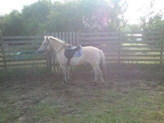 Fjordhest Bisnapgård´s Sjamør billede 7