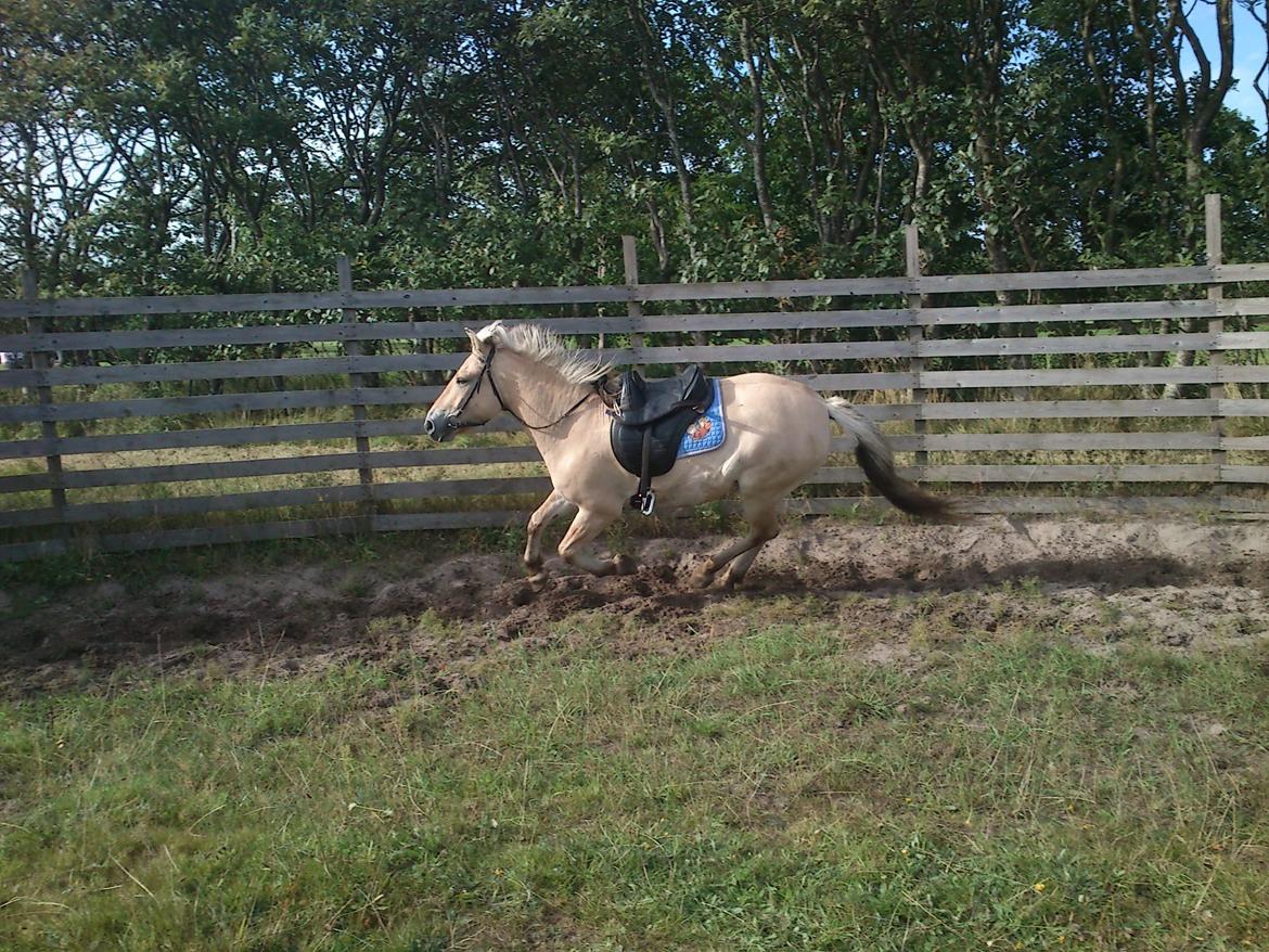 Fjordhest Bisnapgård´s Sjamør billede 9