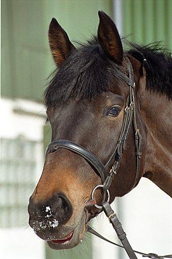 Holstener Finis II billede 2