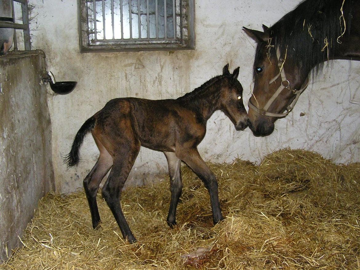 Holstener Finis II billede 3