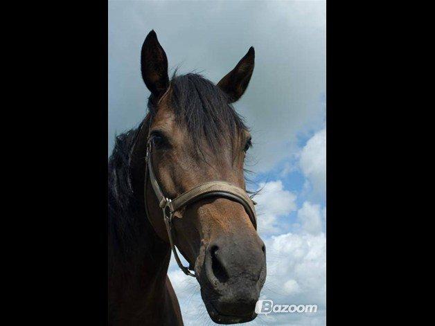 Holstener Finis II billede 8