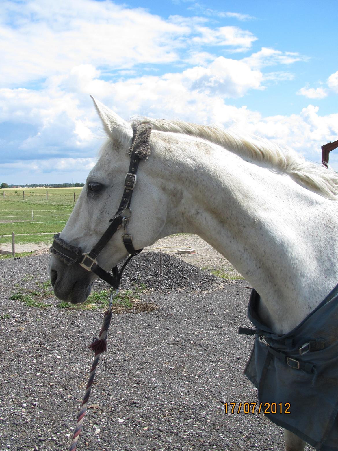 Anden særlig race King [Min part] billede 1
