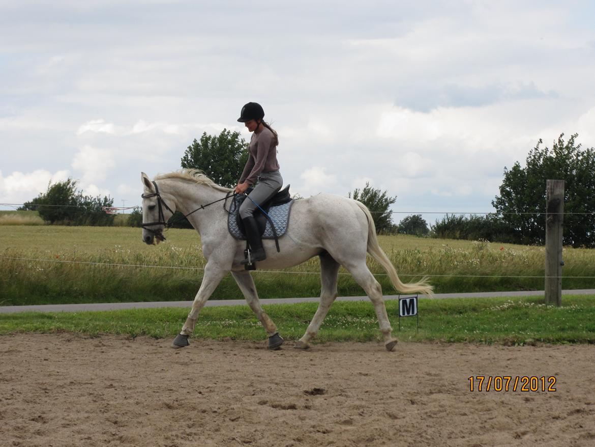 Anden særlig race King [Min part] billede 6