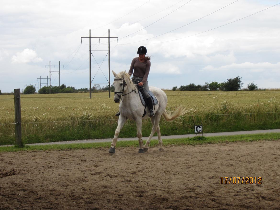 Anden særlig race King [Min part] billede 7