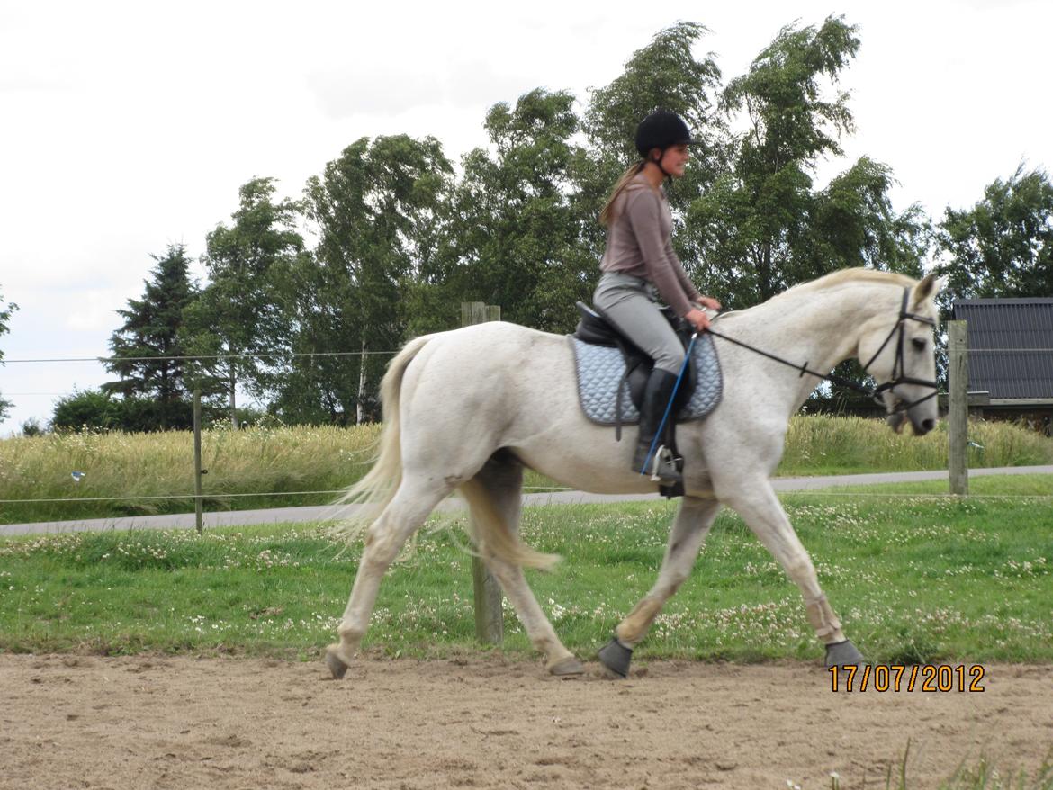 Anden særlig race King [Min part] billede 11