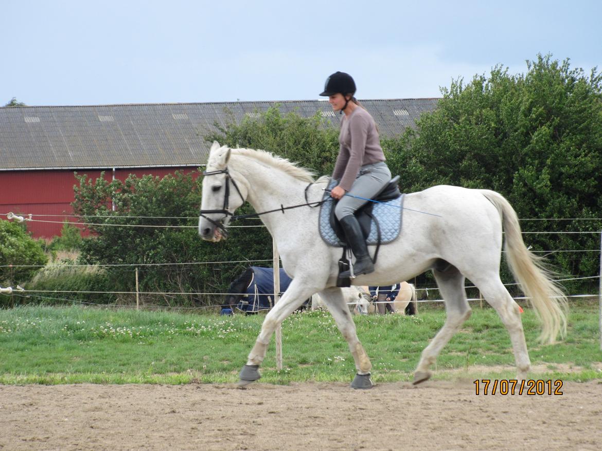 Anden særlig race King [Min part] billede 12