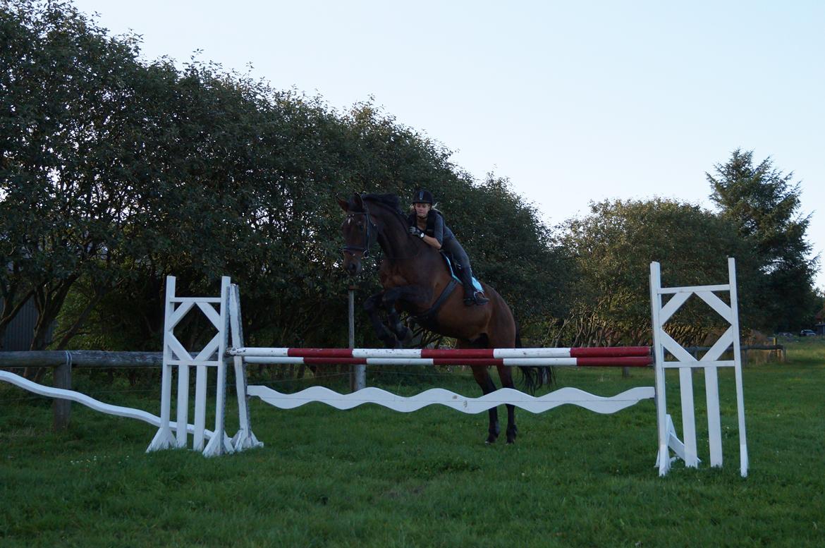 Westfaler Rebell 406 - 115 cm. <3 <3 billede 12