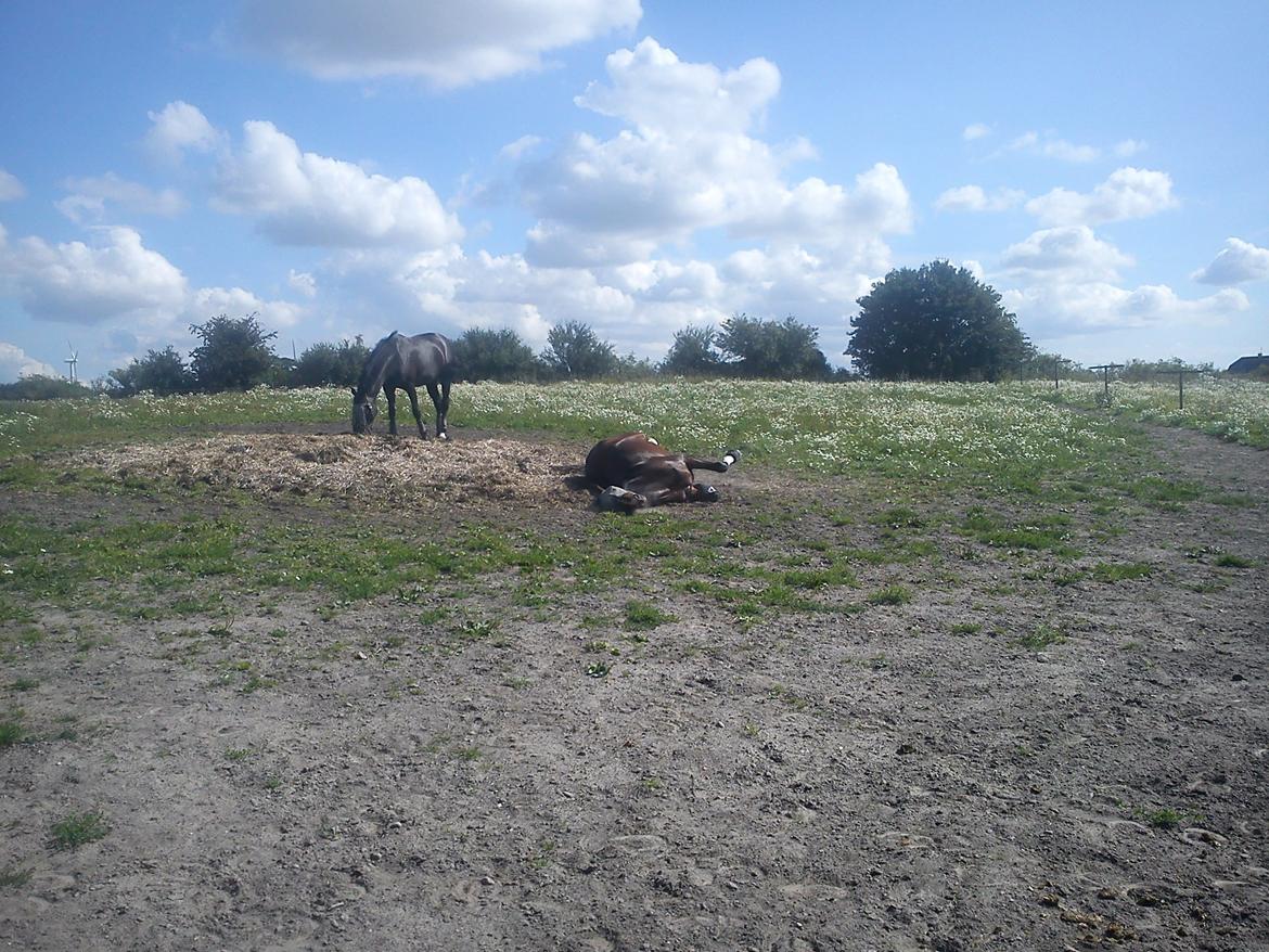 Dansk Varmblod Kildebo's Do-Re-Mi billede 20