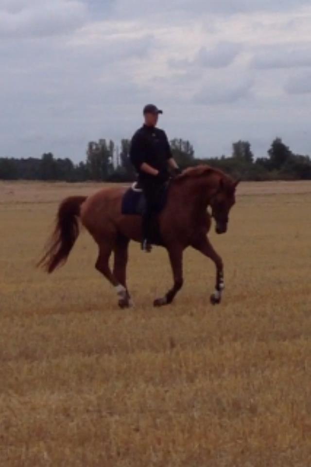 Anden særlig race **Champagne** - dressur på stubmarken billede 7