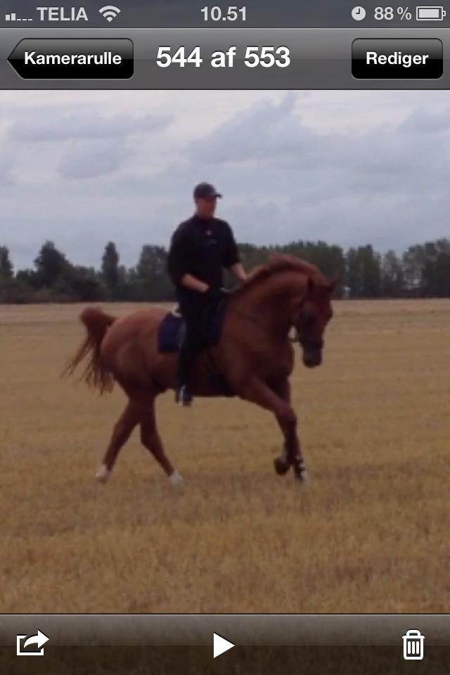 Anden særlig race **Champagne** billede 8