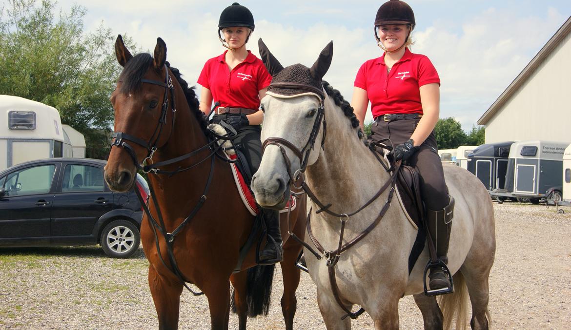 Dansk Varmblod TIRS TAXFREE - Danish Horse College!  billede 16