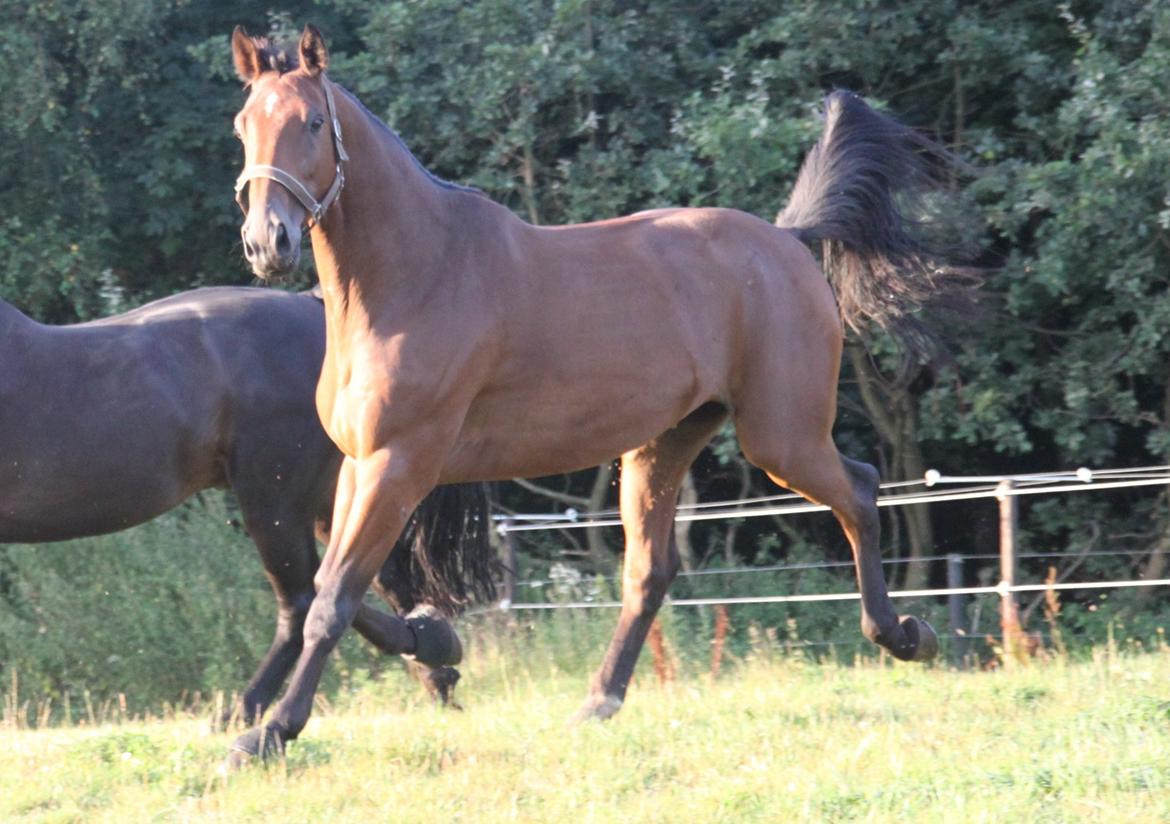 Holstener Møldams Columbus billede 6