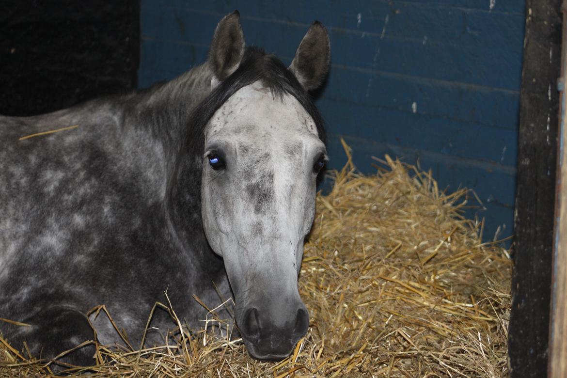 Anden særlig race Matcho - Du er så kær! <3  billede 3