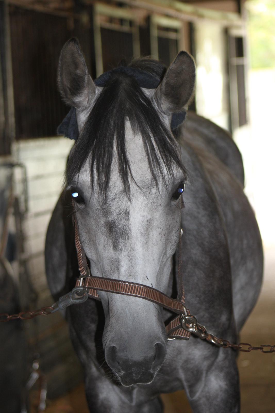 Anden særlig race Matcho - <3<3<3 billede 4