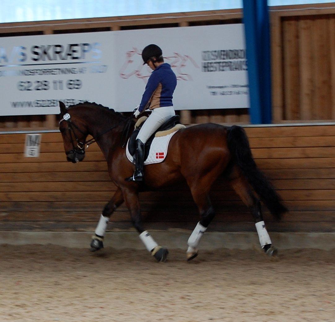 Dansk Varmblod Markgårds Donnewind - Opvarmning til DM 2012 billede 6