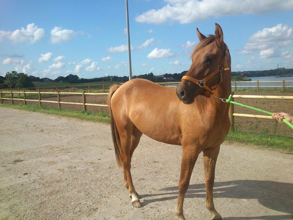 DSP Baily - Bailis:D billede 1