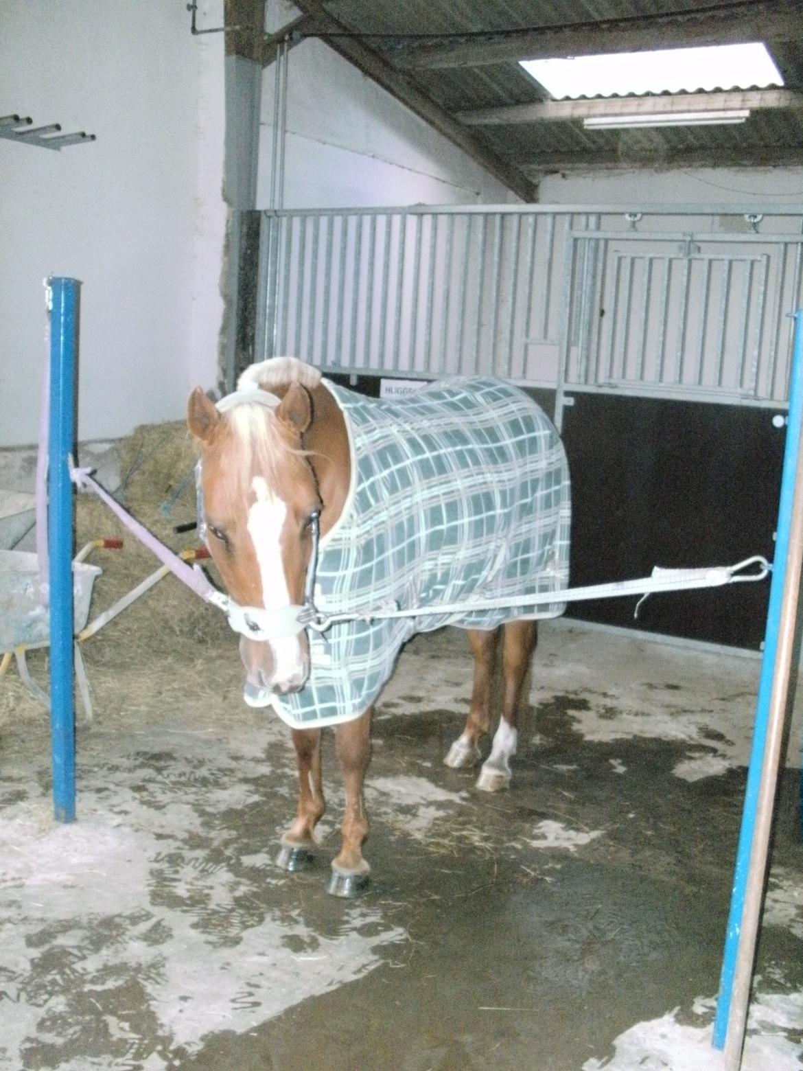 DSP sunshine (part) billede 19