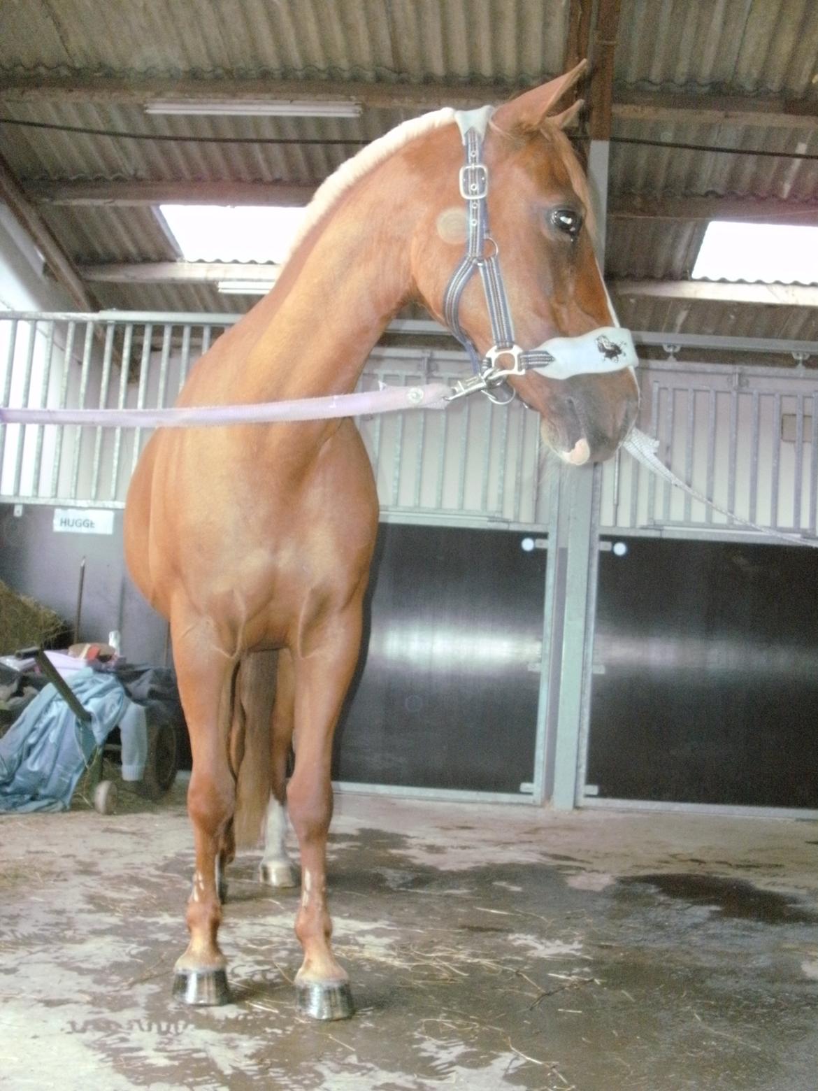 DSP sunshine (part) billede 20