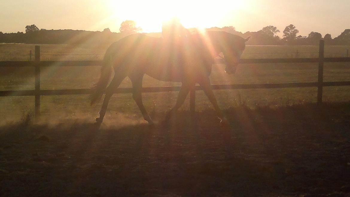 Anden særlig race Amerikansk PINTO What A Cassiopeia billede 1