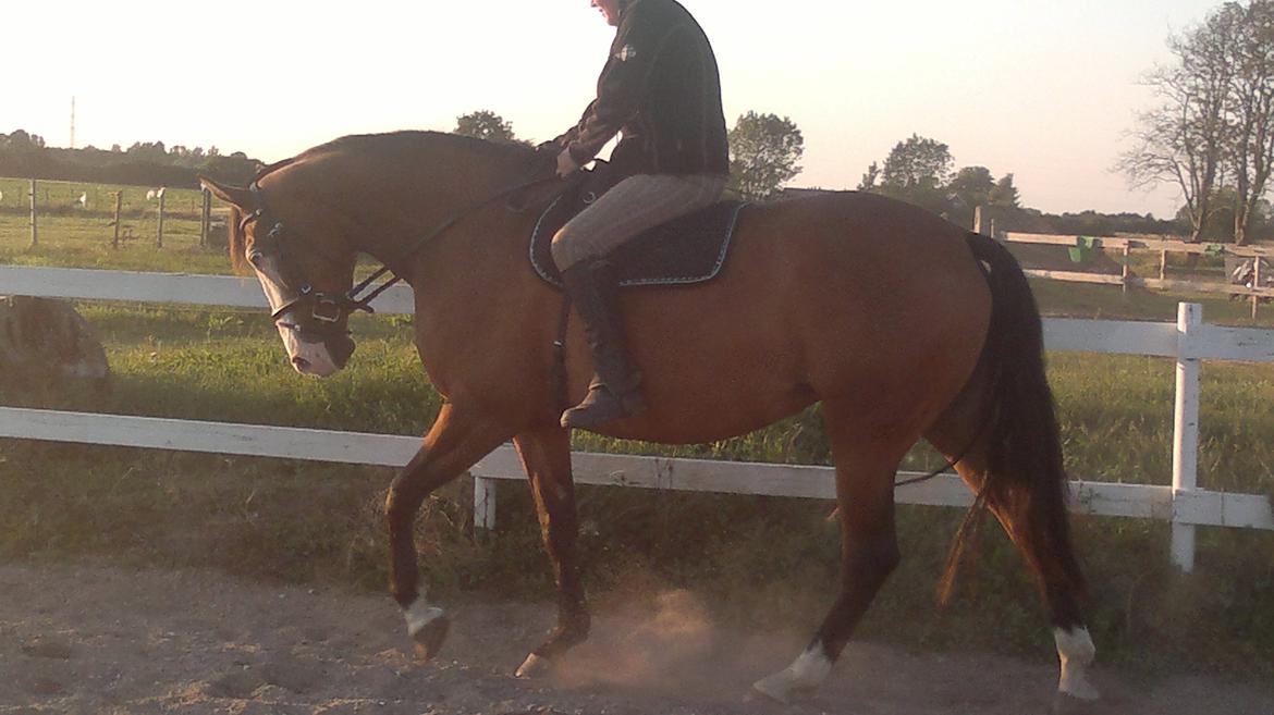 Anden særlig race Amerikansk PINTO What A Cassiopeia billede 13