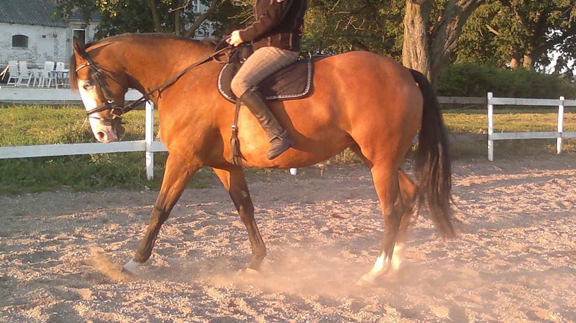 Anden særlig race Amerikansk PINTO What A Cassiopeia billede 14