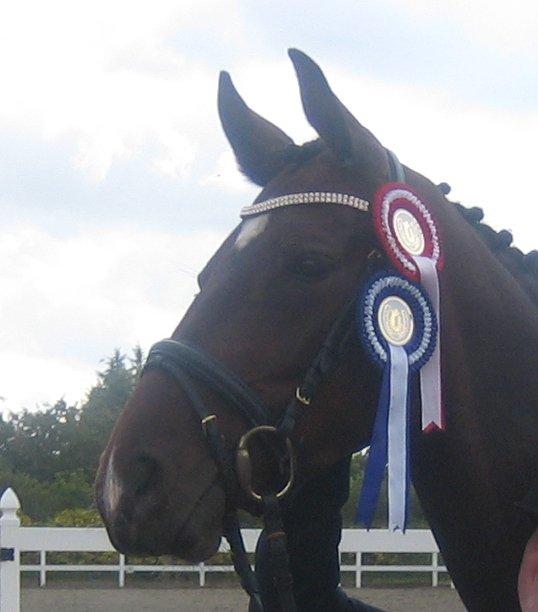 Dansk Varmblod Ocean billede 16