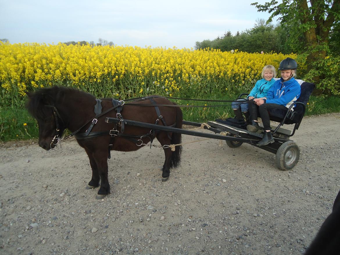 Shetlænder Robin<3 - Velkommen til Robins profil! :D billede 1