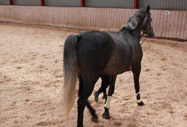 Dansk Varmblod Cayenne billede 15