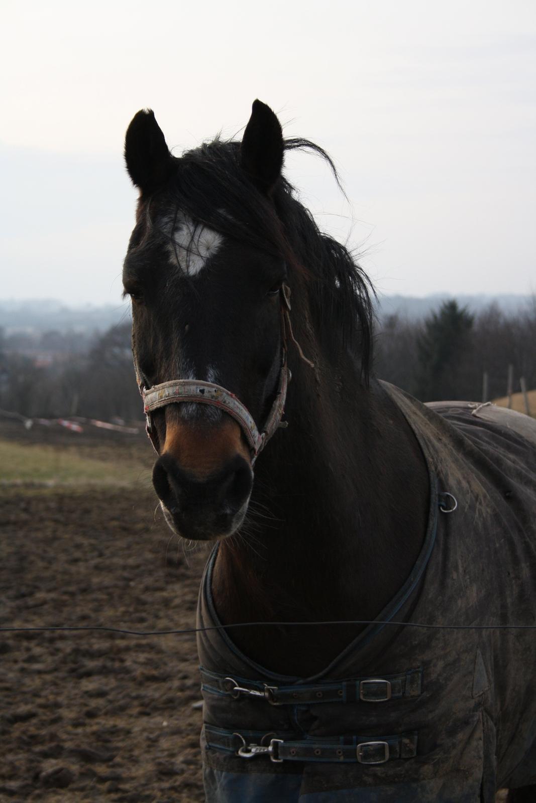 Connemara Bobby af Boest Nørregaard - Den smukkeste ponys profil billede 2