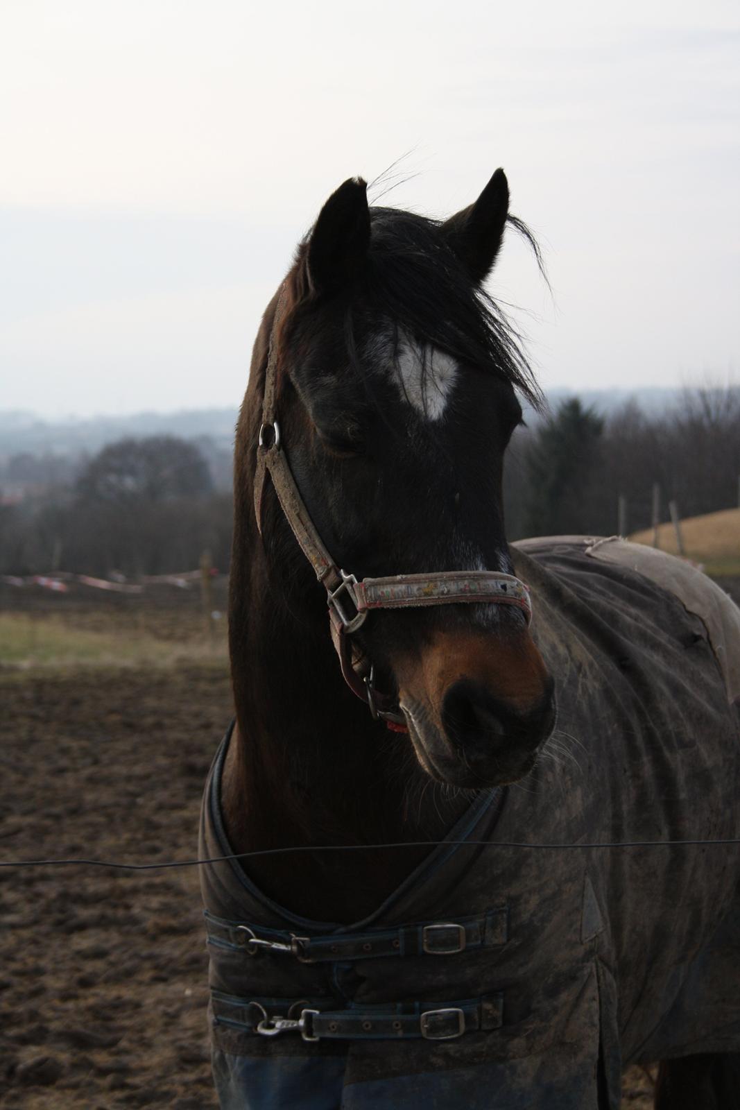 Connemara Bobby af Boest Nørregaard - Pony på hans sidste dage 2011 billede 1