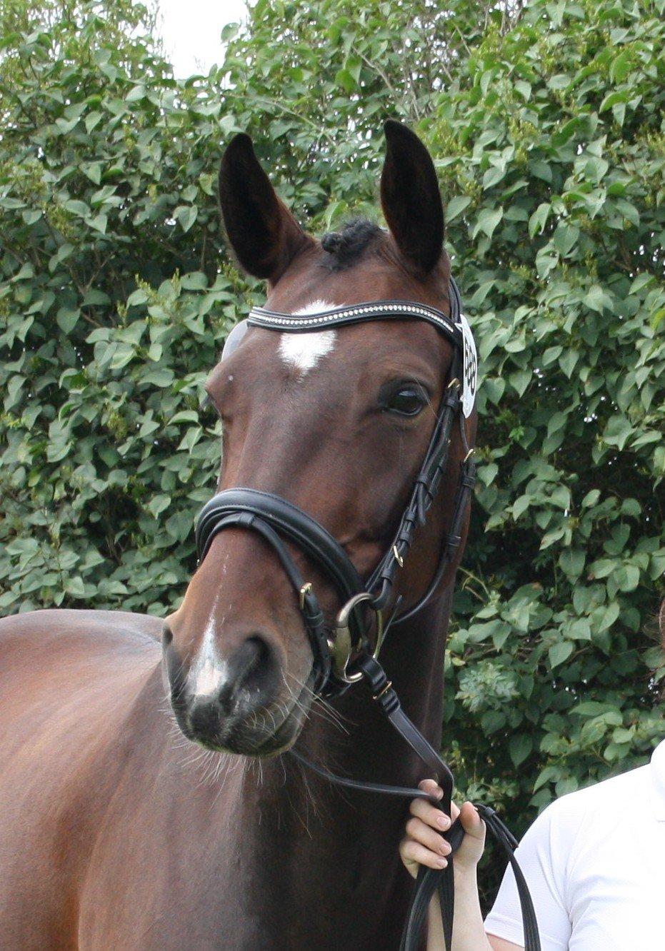 Dansk Varmblod Ocean billede 2