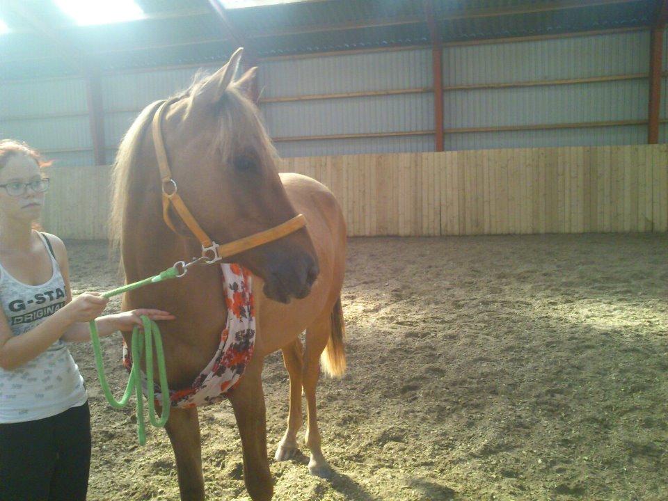 DSP Baily - Baily med Melissas fine tørklæde:)<3 billede 2