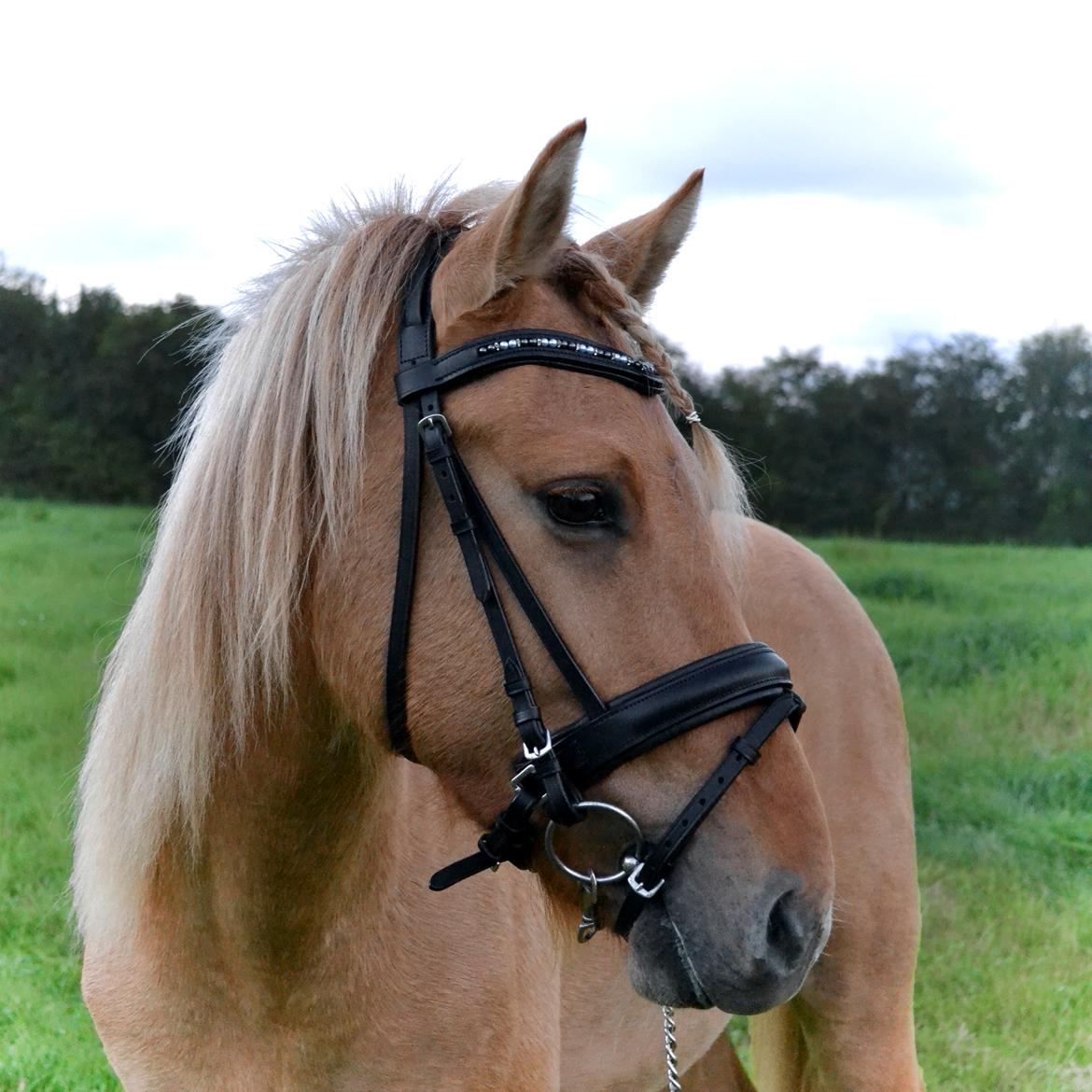 Anden særlig race Baby aka. Tino Von Rebel - 30, august, 2012 - Min baby, der på dagen har sin 2 års fødselsdag. <3 Men hans nye Horseline trense. (: Det klæder ham godt! billede 7