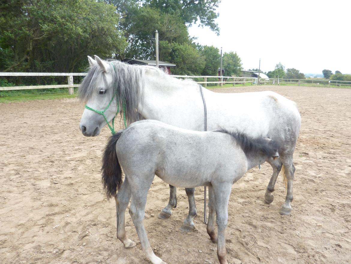 Dartmoor Godbjergs Nuggi<3<3 billede 7