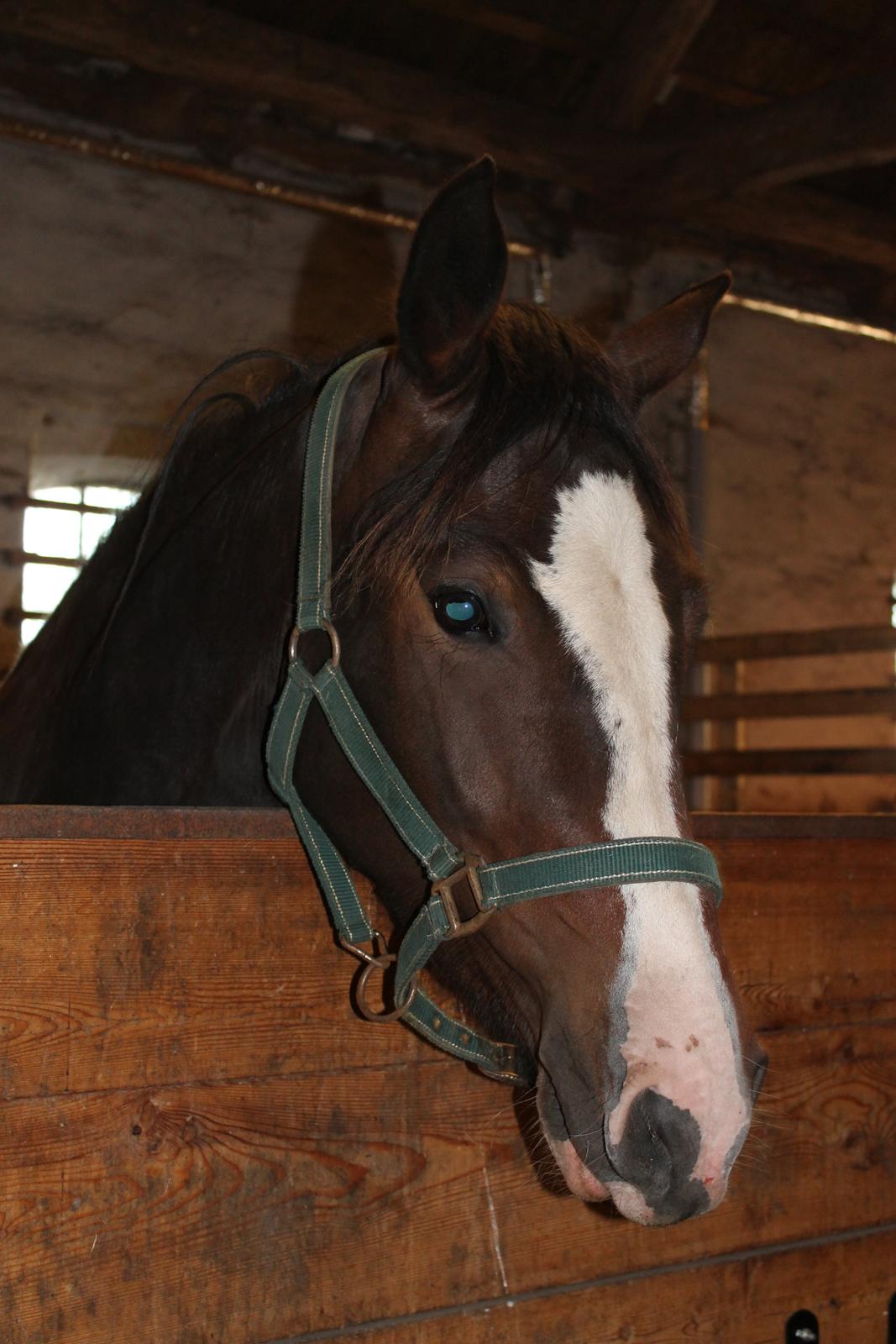 Anden særlig race Søbo's Chacor  billede 1